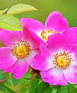 Pink Cherokee Roses Diamond Painting