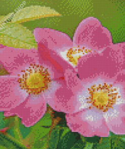 Pink Cherokee Roses Diamond Painting