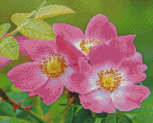 Pink Cherokee Roses Diamond Painting