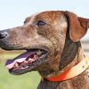 Plott Hound Side Profile Diamond Painting