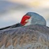 Sandhill Cranes Sleeping Diamond Painting