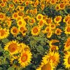 Small Sunflower Farm Diamond Painting