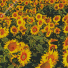 Small Sunflower Farm Diamond Painting