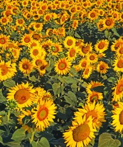 Small Sunflower Farm Diamond Painting