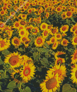 Small Sunflower Farm Diamond Painting