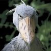 The Shoebill Stork Diamond Painting