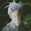 The Shoebill Stork Diamond Painting