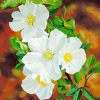 White Blooming Cherokee Roses Diamond Painting