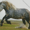 Wild Percheron Horse Diamond Painting