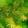 Balsam Fir Leaves Diamond Painting