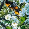 Baltimore Oriole And White Flowers Diamond Painting