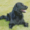 Black Golden Retriever Animal Diamond Painting