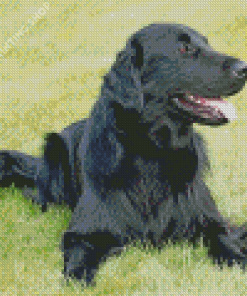 Black Golden Retriever Animal Diamond Painting