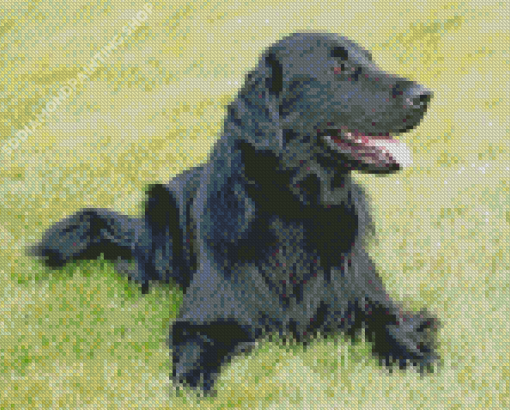 Black Golden Retriever Animal Diamond Painting