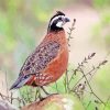 Bobwhite Quail Diamond Painting