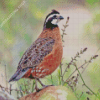 Bobwhite Quail Diamond Painting