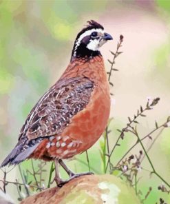 Bobwhite Quail Diamond Painting