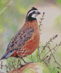 Bobwhite Quail Diamond Painting