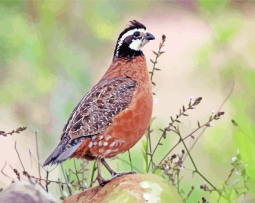 Bobwhite Quail Diamond Painting