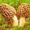 Morel Mushrooms Plant Diamond Painting