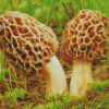 Morel Mushrooms Plant Diamond Painting