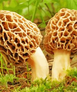 Morel Mushrooms Plant Diamond Painting