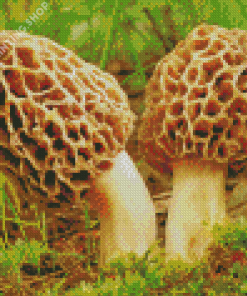 Morel Mushrooms Plant Diamond Painting