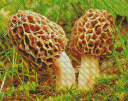 Morel Mushrooms Plant Diamond Painting