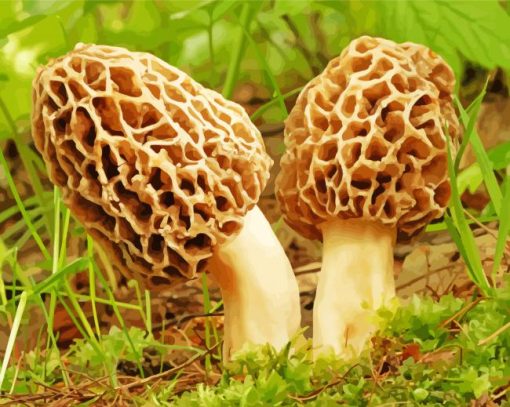 Morel Mushrooms Plant Diamond Painting