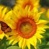 Orange Butterfly On Sunflower Diamond Painting