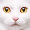 Orange Eye White Cat Diamond Painting