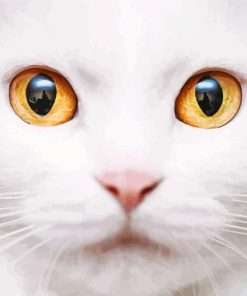 Orange Eye White Cat Diamond Painting