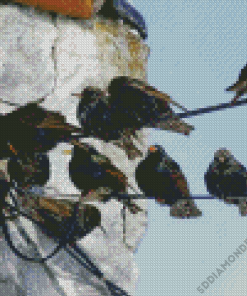 Starling Birds On Power Lines Diamond Painting