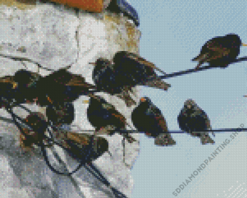 Starling Birds On Power Lines Diamond Painting