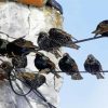 Starling Birds On Power Lines Diamond Painting