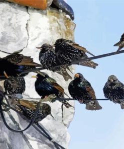 Starling Birds On Power Lines Diamond Painting