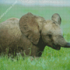 Wild Baby Elephant Diamond Painting