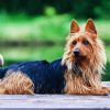 Australian Terrier Puppy Diamond Painting