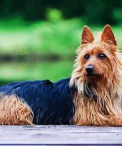 Australian Terrier Puppy Diamond Painting