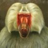 Baboon Animal Diamond Painting