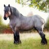 Belgian Trait Horse Diamond Painting