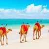 Camels At Mombasa Beach Diamond Painting