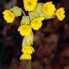 Cowslip Flowers Primula Veris Diamond Painting