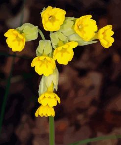 Cowslip Flowers Primula Veris Diamond Painting