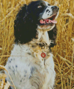 Black And White Spaniel Diamond Painting