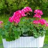 Geraniums In White Pot Diamond Painting