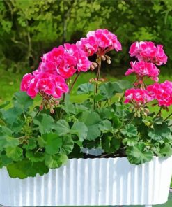 Geraniums In White Pot Diamond Painting