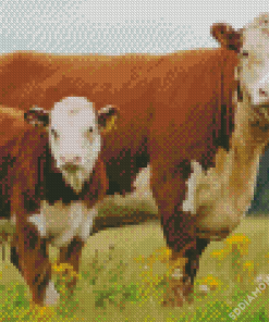 Hereford Cows Animals Diamond Painting