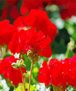 Red Geranium Flowers Diamond Painting