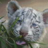 White Tiger Cub Animal Diamond Painting